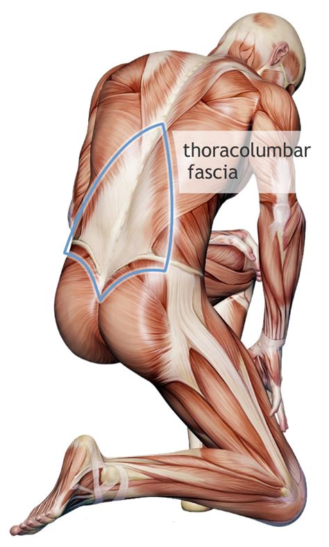 fascia science review