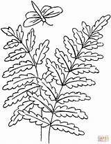 Fern Coloring Pages Ferns Drawing Leaves Dragonfly Printable Trees Supercoloring Simple Outline Getdrawings Colouring Leaf Crafts sketch template