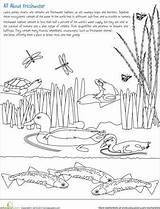 Science Worksheets Freshwater Habitat Wetlands Wetland Pond Worksheet Color Grade Kids Habitats Animal Choose Board Life Food Activities School sketch template