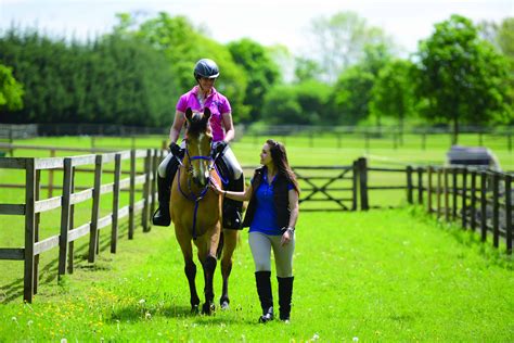 person riding horse horse  rider