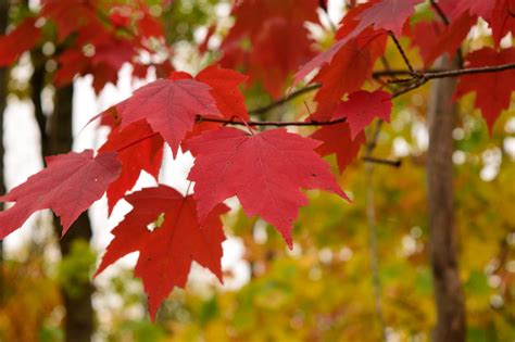 cancer preventing compounds   red maple leaves acer rubrum maple