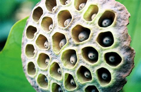 Esta Imagem Assusta Te Você Pode Sofrer De Trypophobia Adam Faliq