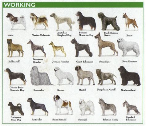 printable dog breed chart printable word searches