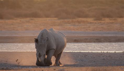 safari botsuana khama rhino sanctuary consafarity