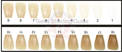 tooth shade guide teeth whitening distribution usa