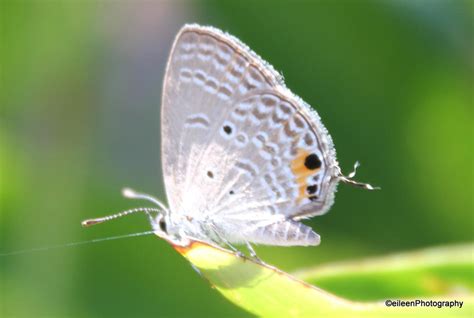 white butterfly  eileenlvkimchi