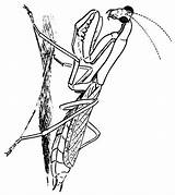 Mantis Praying sketch template