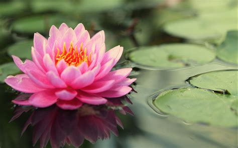 lotus flower images full hd pictures and wallpapers