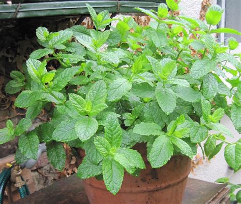 ways   mint    grow   containers vertical veg
