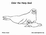 Harp Seal sketch template
