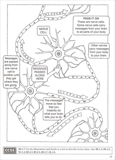 human body coloring book boost series dover publications