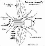 Fly House Insect Pages Insects Enchantedlearning Color Coloring Anatomy Kids Choose Board sketch template