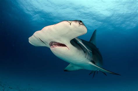 new large shark species heading for the uk that s no cause for panic