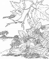 Coloring Pages Bird Chickadee Birdhouse Robin Birds Getcolorings Adults Getdrawings Capped Colorings Printable sketch template