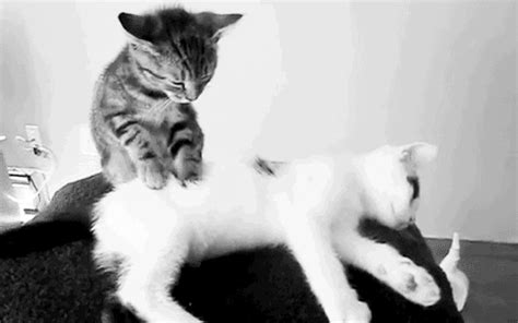 Kitten Massage Therapy S Find And Share On Giphy
