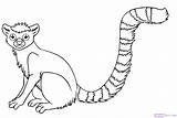 Lemur Rainforest Coloring Animals Pages Draw Endangered Drawing Animal Jungle Tailed Ring Clipart Easy Tropical Step Kids Color Realistic Monkey sketch template