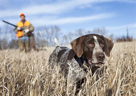 breeds     hunting dogs