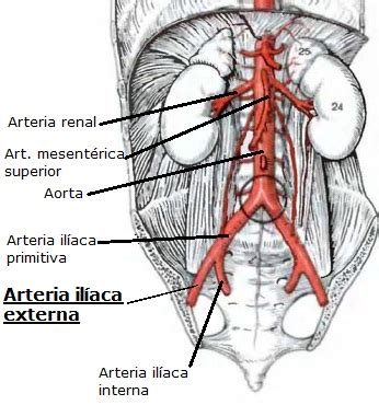 arteria iliaca