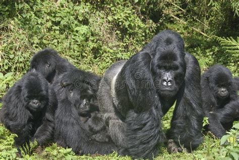 gorilla family stock photo image  species group eating