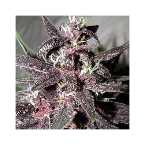 Auto Purple Kush Feminized International Cannabis