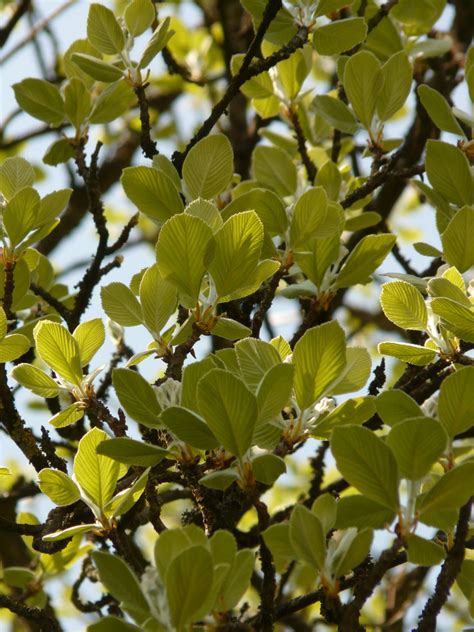 images flower produce evergreen shrub deciduous oak large