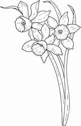 Coloring Daffodil Flower Stem Pages Template Templates Color Daffodils Size March sketch template