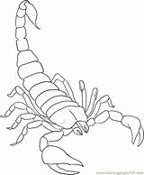 Scorpion Coloring Pages Animals Color Kids Monkey Hawk sketch template