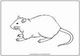 Ratte Rats Ausmalbild Letzte sketch template
