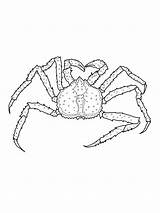 Krab Crabe Kolorowanki Dzieci Crustacean Coloriages Designlooter Bestcoloringpagesforkids sketch template