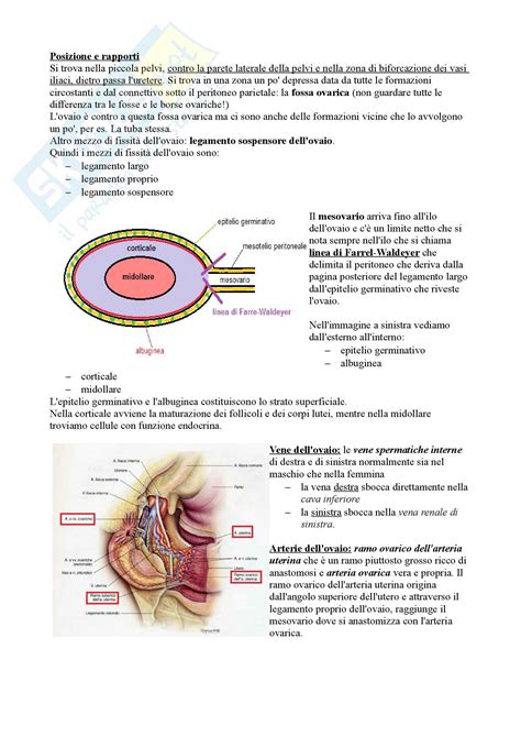 apparato genitale femminile appunti  anatomia