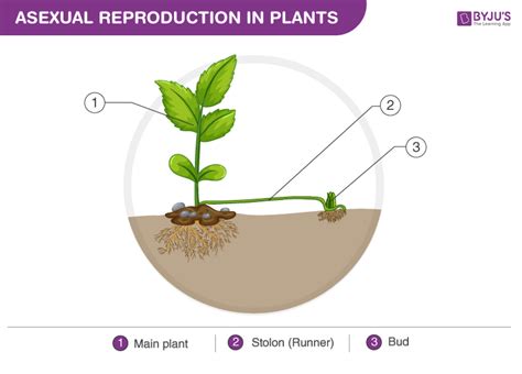 5 Types Of Asexual Reproduction In Plants Spesial 5