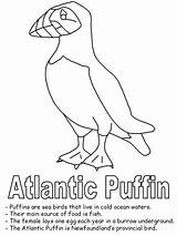 Coloring Puffin Newfoundland Oiseau Puffins Seul sketch template