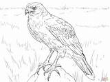 Harris Hawk Coloring Drawing Pages Red Tail Tailed Drawings Getdrawings Printable Skip Main sketch template