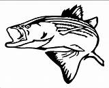 Bass Striped Clipart Fish Striper Stripe Fishing Tattoo Trout Outline Stencil Carving Cricut Clipground Cliparts Patterns Logo Photobucket Decal Edges sketch template