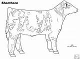 Cow Angus Animal Livestock Shorthorn Cows Hereford sketch template
