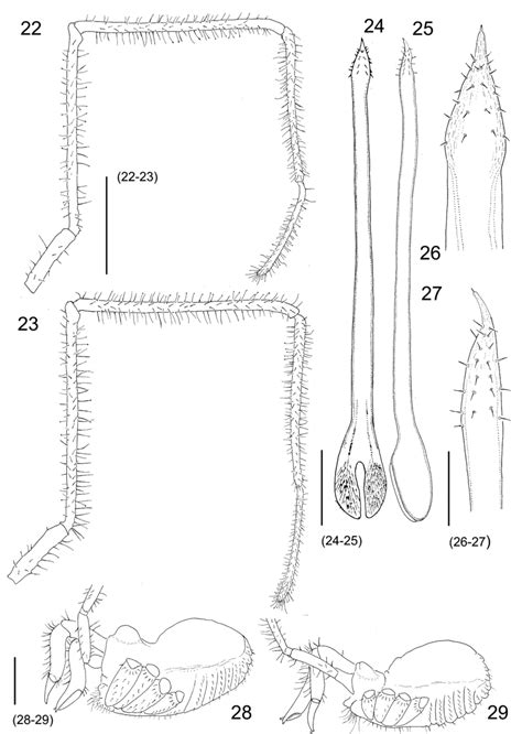 nemaspela prometheus sp nov pedipalps in retro lateral view 22 male