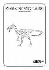 Coloring Pages Coelophysis Cool Dinosaurs Bauri sketch template