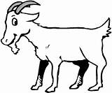 Goat Goats Ziege Cabra Ausmalbilder Ausmalbild sketch template