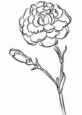 Clavel Carnation Claveles Carnations sketch template