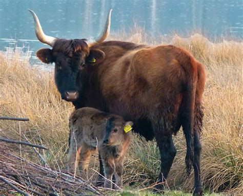 breeding  blog heck cattle  bred  aurochs  total flop