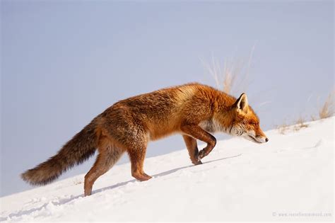 Charming Red Fox Photos Capture Their Resilience In The