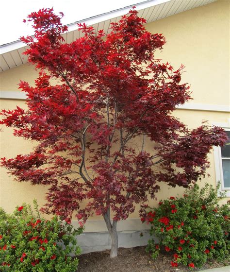 What About A Japanese Maple Tree