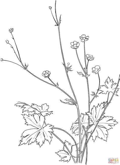 lavender flower drawing  getdrawings