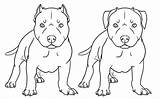 Pitbull Coloring Drawing Drawings Pages Bull Dog Pit Nose Red Realistic American Draw Puppy Cartoon Line Pitbulls Printable Kids Tattoo sketch template