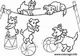 Circo Chiens Cirque Equilibriste Disegni Circus Gratuit Cachorros Perros Hondjes Colorare Professora Martins Qdb Brincando sketch template
