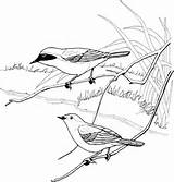 Shrike Bordar Desenhos Yellowthroat Warbler Passaros Designlooter 480px 38kb Supercoloring sketch template