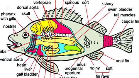anatomy   fish fish choices
