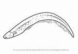 Eel Electric Draw Drawing Step Fishes Tutorials sketch template