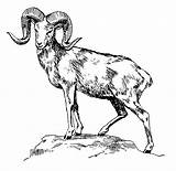 Goat Coloring Mountain Pages Horn Sheep Sketches Animal Big sketch template