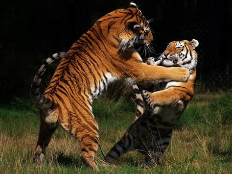 tiger  tiger fight listen  roar  tigers engage